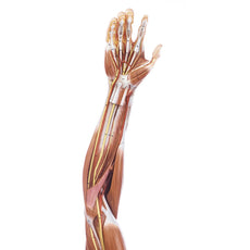 SOMSO Muscle Arm Model with Shoulder Girdle