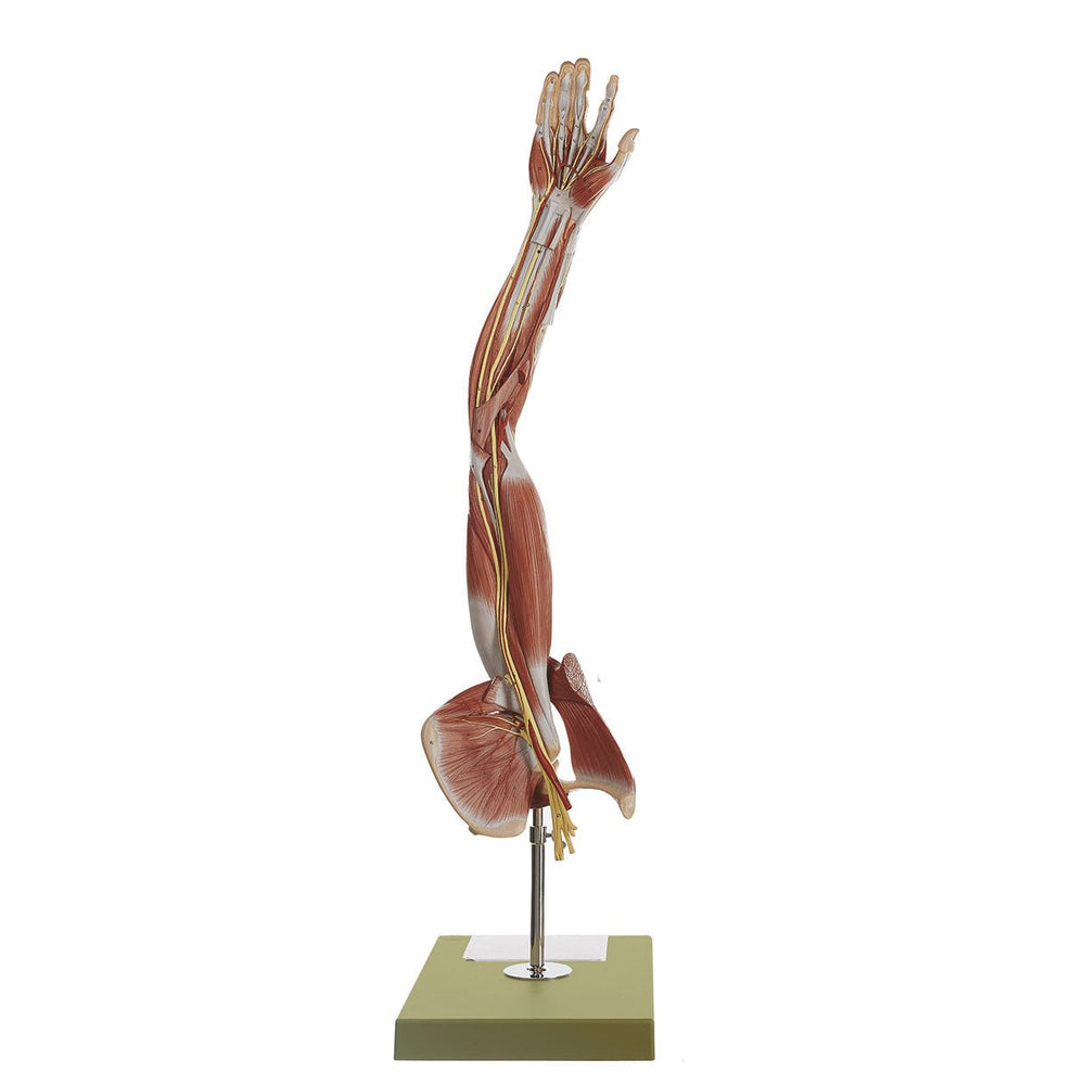SOMSO Muscle Arm Model with Shoulder Girdle –