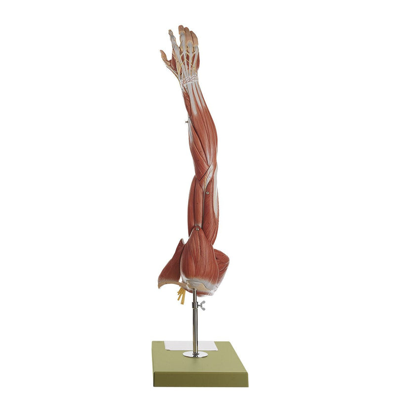 SOMSO Muscle Arm Model with Shoulder Girdle