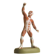 SOMSO Muscle Figure - 1/10 natural size