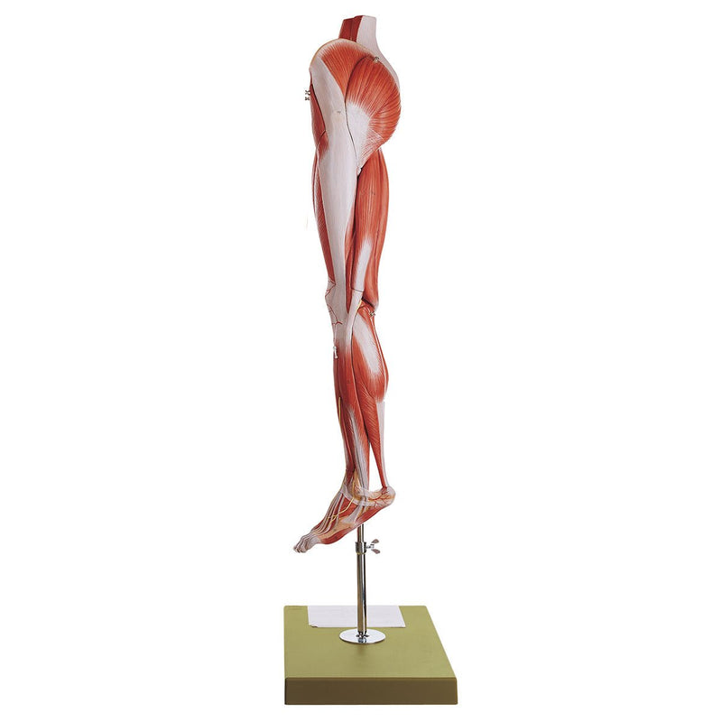 SOMSO Muscle Leg Model with Base of Pelvis