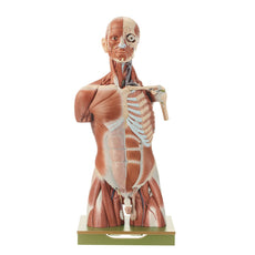 SOMSO Muscle Torso of Young Man with Head - 32 Parts