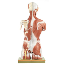 SOMSO Muscular Torso with Interchangeable Male and Female Genitalia