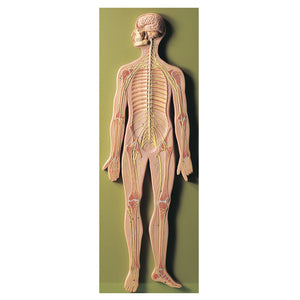 SOMSO Nervous System Model