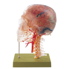 SOMSO Neuroanatomy Head Model