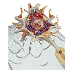 SOMSO Neuron Model  - 3 parts