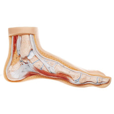SOMSO Normal Foot Model - Distal end of Tibia
