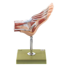 SOMSO Normal Foot Model with Surface Muscles