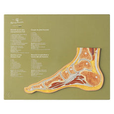 SOMSO normal Foot  Section Model