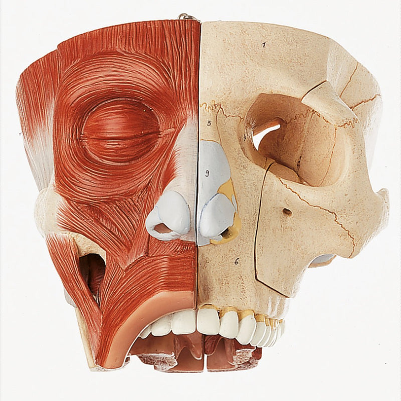 SOMSO Nose and Nasal Cavities Model