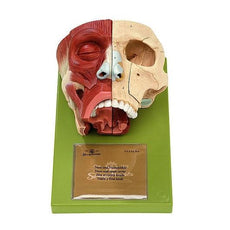 SOMSO Nose and Nasal Cavities Model with Bones Coloured