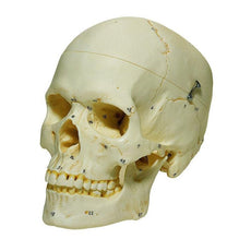 SOMSO Numbered Female Skull with Movable Lower Jaw, 3 Parts