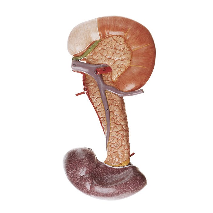 SOMSO Pancreas with Spleen and Duodenum