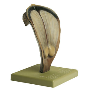 SOMSO Pine Cone Scales