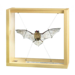 SOMSO Pipistrelle, male, Pipistrellus pipistrellus