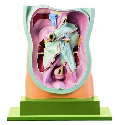 Somso Anatomy Models | Digestive System – Tagged 
