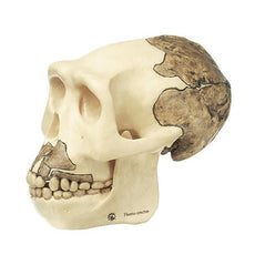 SOMSO Reconstruction of a Skull of Homo Erectus