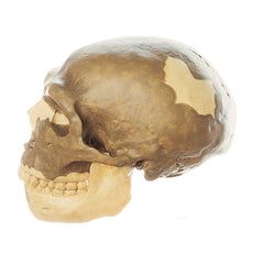 SOMSO Reconstruction of a Skull of Homo Sapiens Neanderthalensis