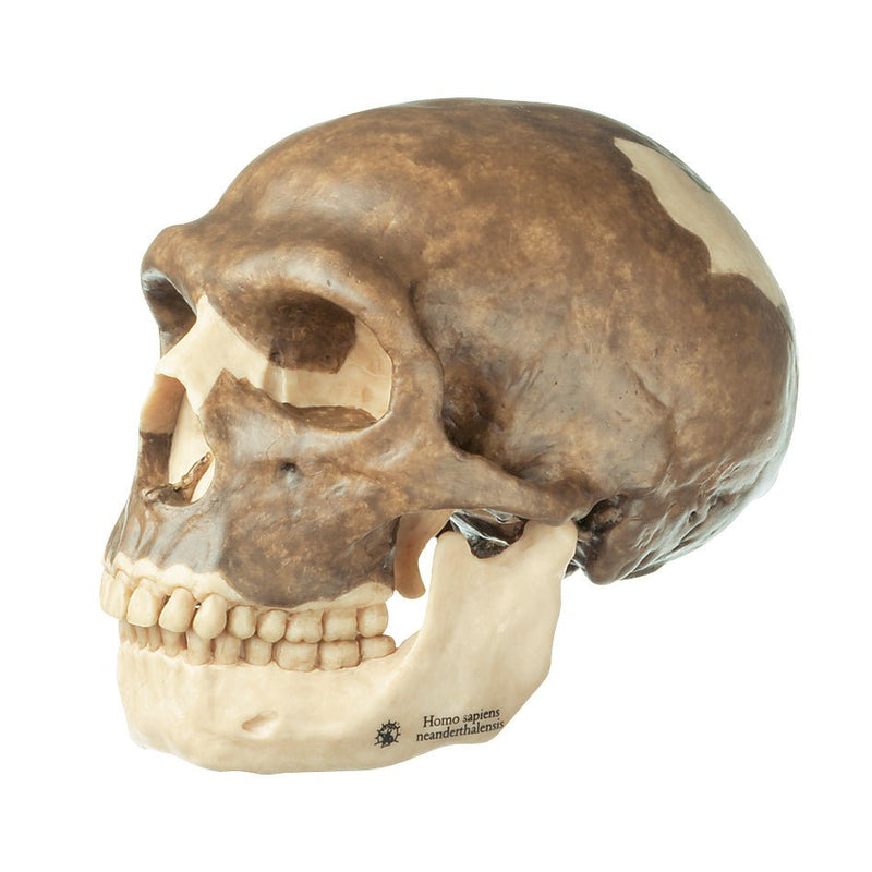 SOMSO Reconstruction of a Skull of Homo Sapiens Neanderthalensis