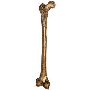 SOMSO Reconstruction of Femur of Homo Erectus (Trinil 3)