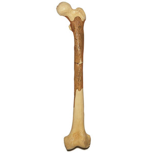SOMSO Reconstruction of Femur of Homo Ergaster