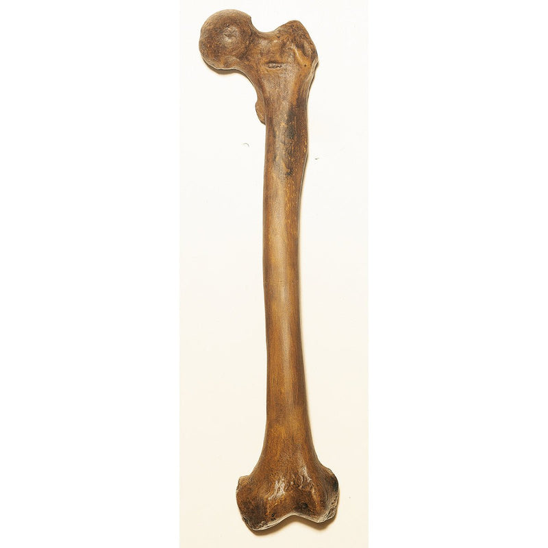 SOMSO Reconstruction of Femur of Homo Neanderthalensis