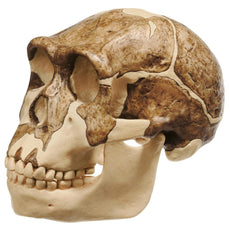 SOMSO Reconstruction of the Skull of Homo Ergaster