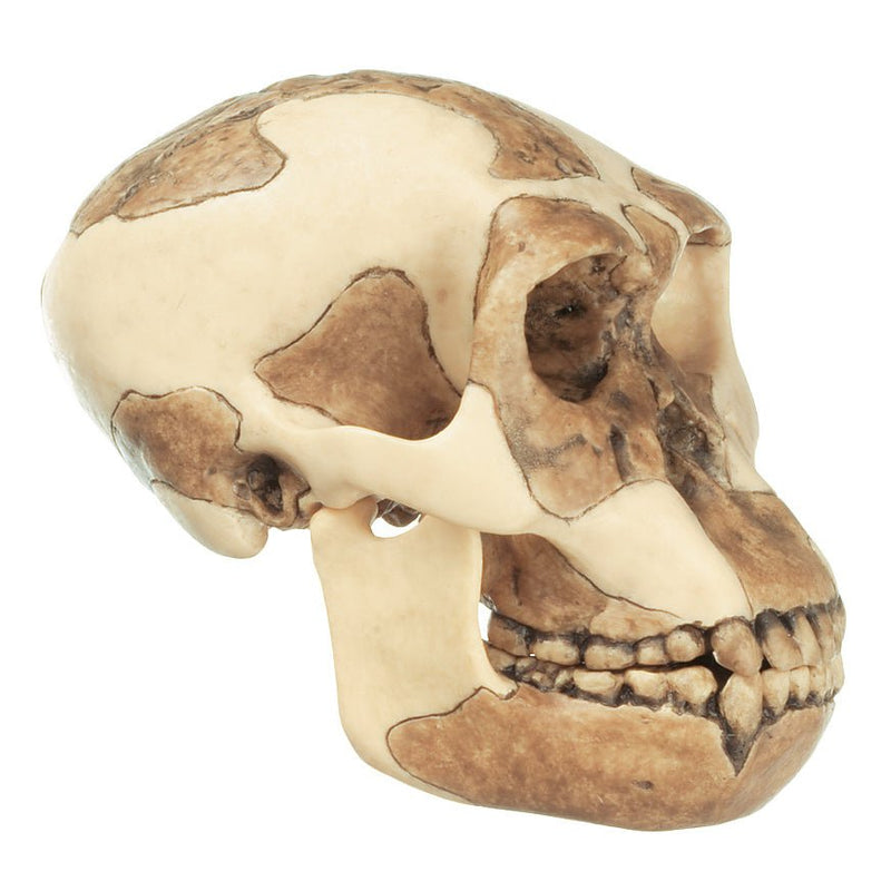 SOMSO Reconstruction of the Skull of Homo habilis (O.H. 24)