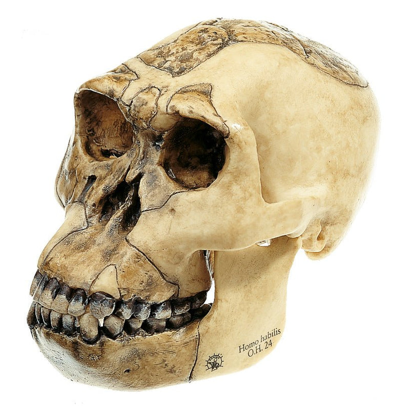 SOMSO Reconstruction of the Skull of Homo habilis (O.H. 24)