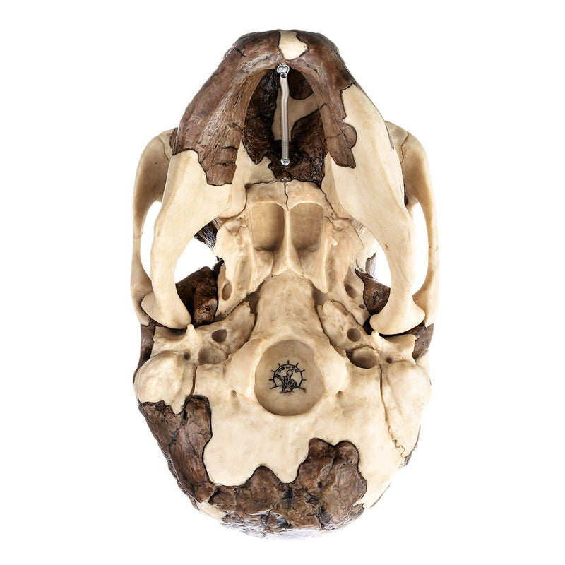 SOMSO Reconstruction of the skull of Homo rudolfensis