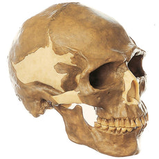 SOMSO Reconstruction of the Skull of Homo Sapiens
