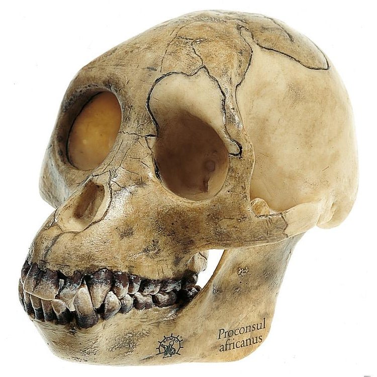 SOMSO Reconstruction of the Skull of Proconsul Africanus