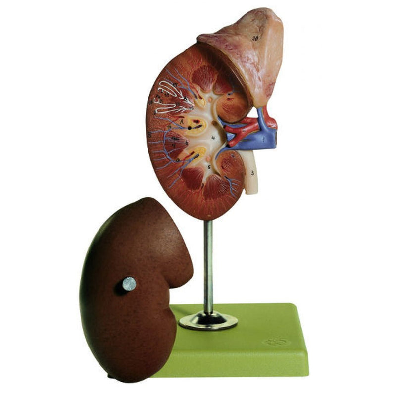 SOMSO Right Kidney and Adrenal Gland