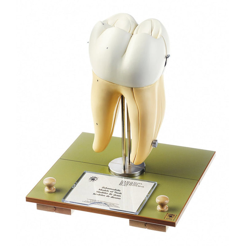 SOMSO Right Lower First Molar