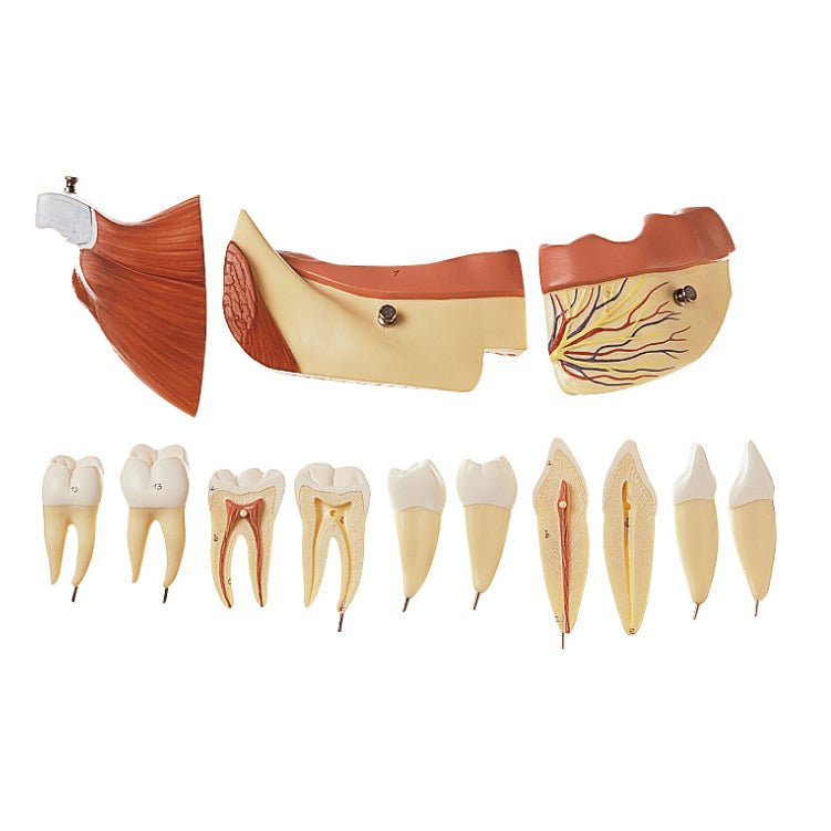 SOMSO Right Lower Jaw with Muscles - 14 parts