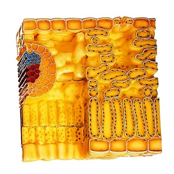 SOMSO Section through the Leaf of the Helleborus