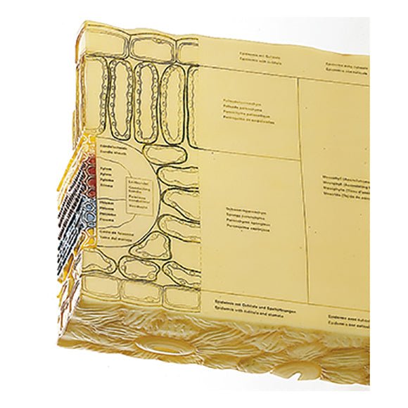 SOMSO Section through the Leaf of the Helleborus