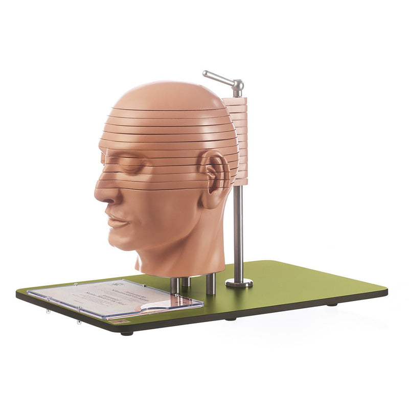 SOMSO Sectional Head Model with MR-Figures