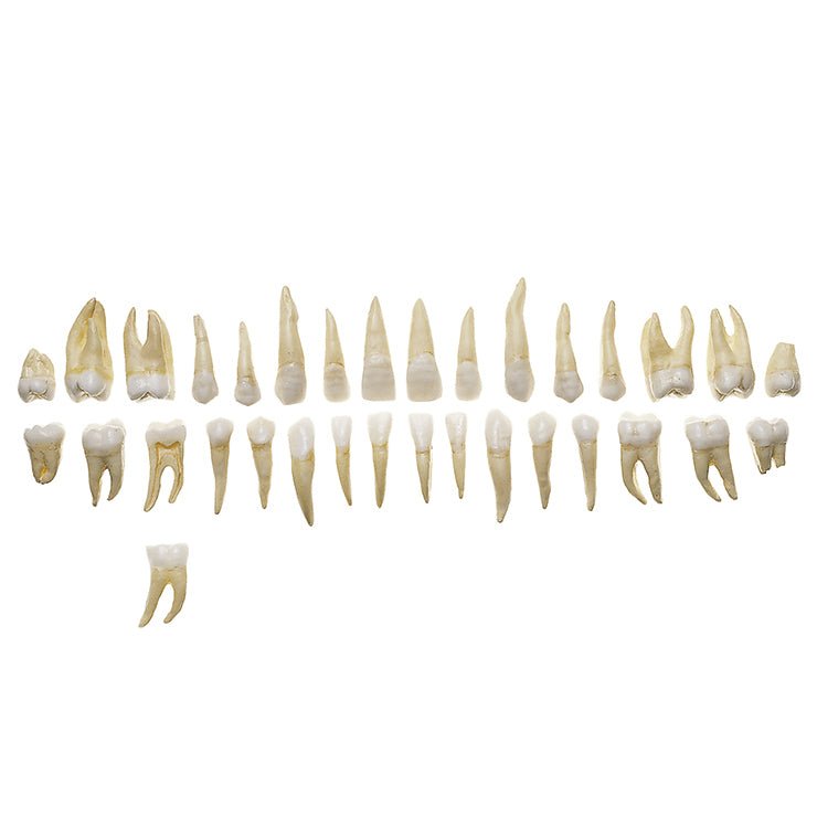 SOMSO Set of Teeth of an Adult