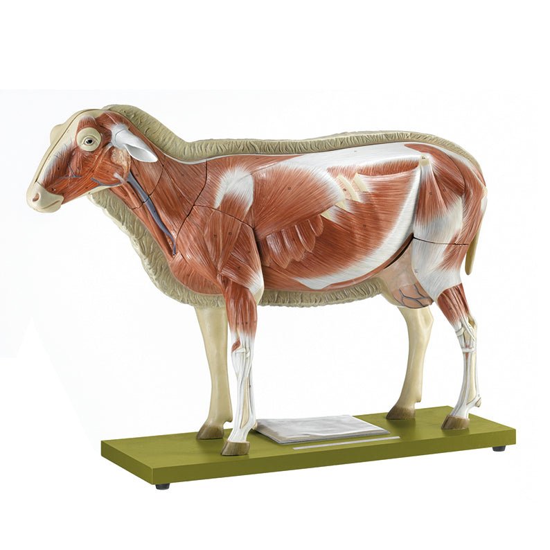 SOMSO Sheep Model