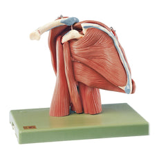 SOMSO Shoulder Muscles Demonstration Model