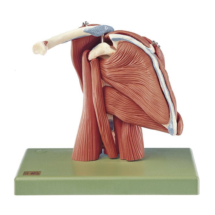 SOMSO Shoulder Muscles Demonstration Model