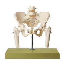 SOMSO Skeleton of Female Pelvis mounted on a stand with green base.