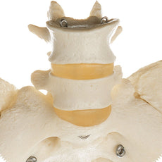 SOMSO Skeleton of Female Pelvis