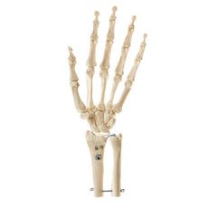 SOMSO Skeleton of Hand with Base of Forearm ( rigid )