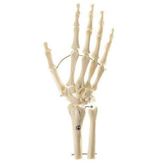 SOMSO Skeleton of Hand with Base of Forearm (Wire Mounting)