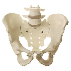 SOMSO Skeleton of Male Pelvis