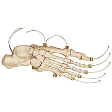 SOMSO Skeleton of the foot (Articulation on nylon)