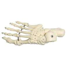 SOMSO Skeleton of the Foot (Flexible Mounting)