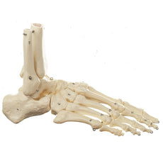 SOMSO Skeleton of the Foot (Not Flexible)